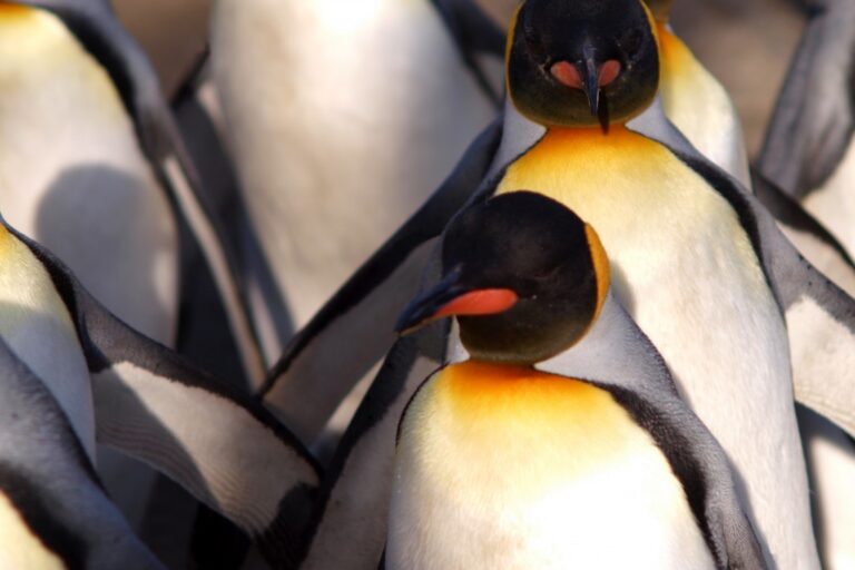 Penguin update Google